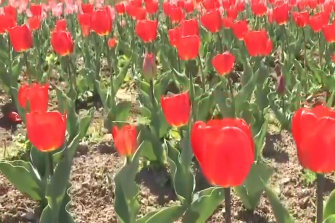 Fresh snowfall and Tulip Garden developments boost Kashmir's tourism
