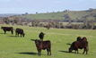 Enteric methane from livestock makes up most of the greenhouse gas emissions for extensive beef producers. Credit: Pamela Lawson.