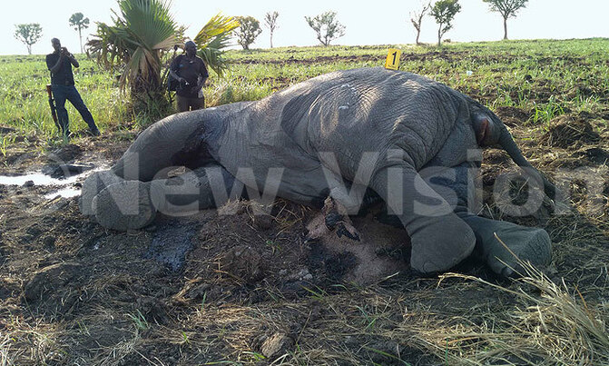 Suspects in possession of elephant penises denied bail Suspects in possession of elephant penises denied bail