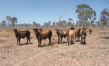 Improved standard to calculate grazing load