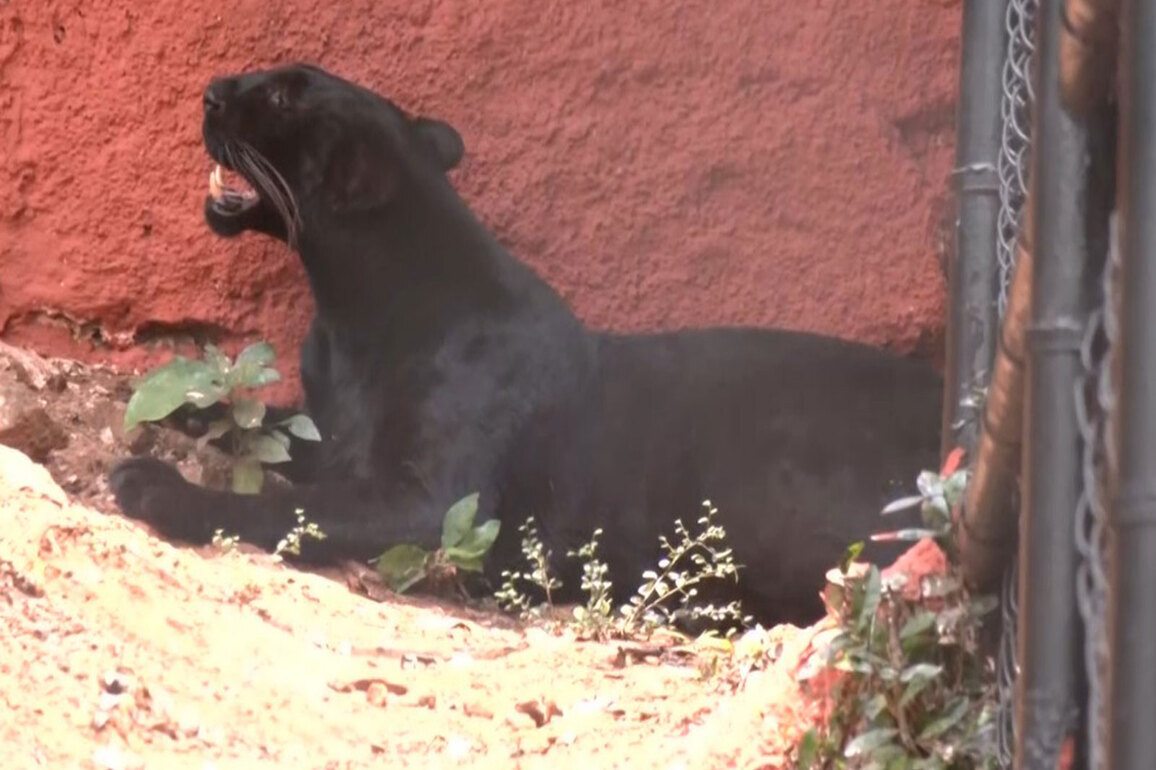 Shadow of forest returns: Vizag Zoo unveils Black Panther after 4-decade hiatus