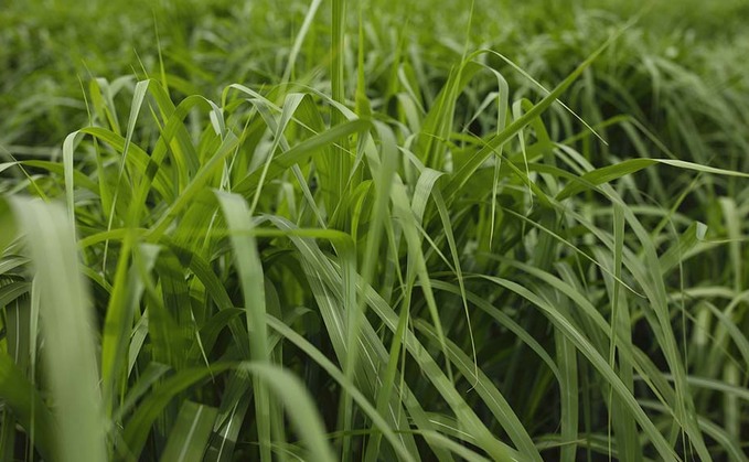 Miscanthus gets funding boost
