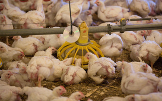 Highly pathogenic avian influenza 'outbreak' declared at poultry farm in Yorkshire