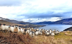 Global sheep industry experts team up on methane reduction initiative