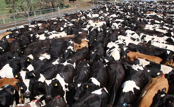 Controversial Australian dairy sold for £35 million