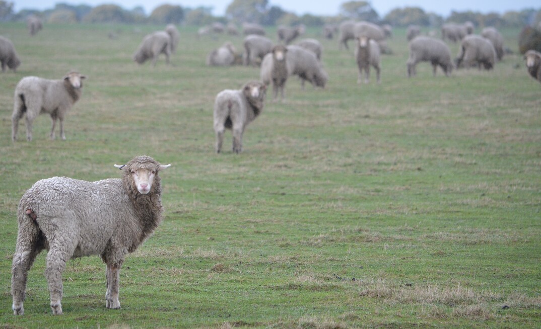 Agriculture Victoria is asking sheep graziers to be aware of flystrike in the warmer and wetter spring conditions.