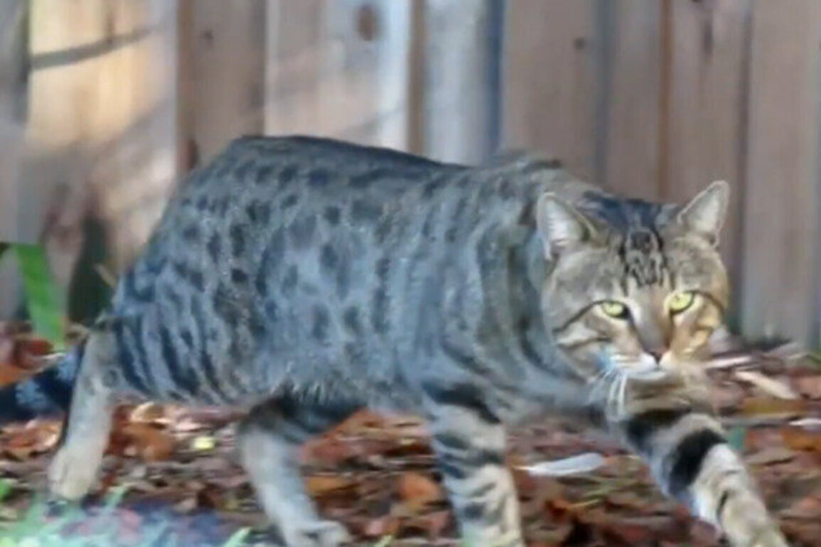 How we treat cats shows the health of a nation