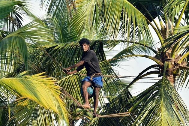 Asia Album: Sap harvesting from coconut trees in Sri Lanka