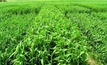 Growing crops in salty soils getting easier