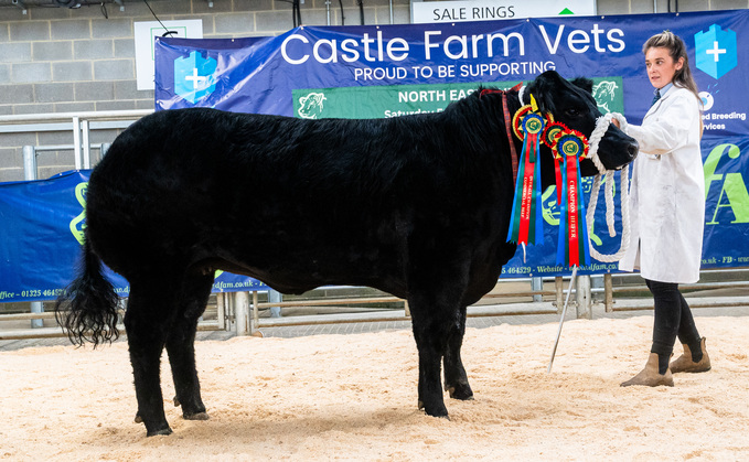 Overall beef and heifer champion Black Velvet, a Limousin cross heifer from Beth Wilkinson and Gareth Small, Leyburn.