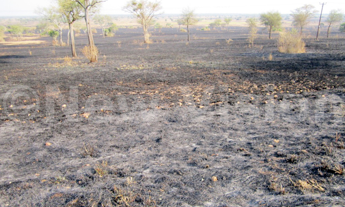 UWA warns Kasese residents of stray leopard UWA warns Kasese residents of stray leopard