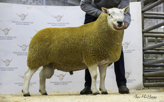 Sales round up: North Country Cheviots sell to £8,000, flying suckled calf trade,  Welsh Mountain rams top at 5,500gns