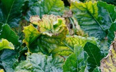 BeetTech26 highlights sugar beet pest and disease priorities for 2026