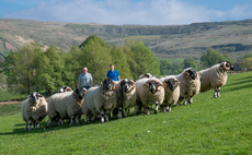 Native breeds suit Lancashire farm landscape   