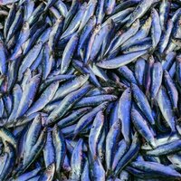 Take fish, salt in vats, leave in sun for months: why ancient Romans loved fermented fish sauces like garum