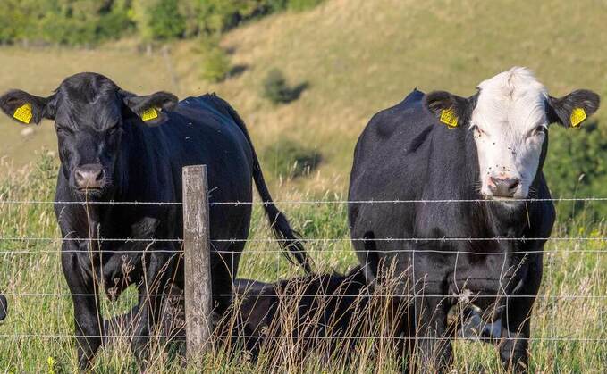 Vet's view: Making herd health planning work for you