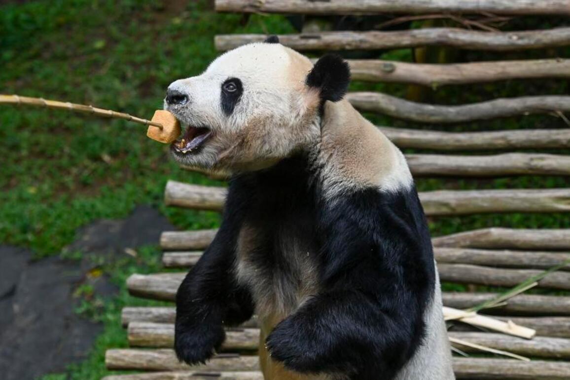 Indonesia unveils its first giant panda cub
