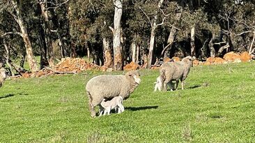 Lamb survival rates can improve by up to 4.5 per cent with optimal mob sizes at lambing according to a project co-funded by Meat & Livestock Australia (MLA) and the Lambs Alive program. 