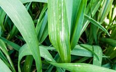 Tissue tests reveal crop nutrient deficiency trends