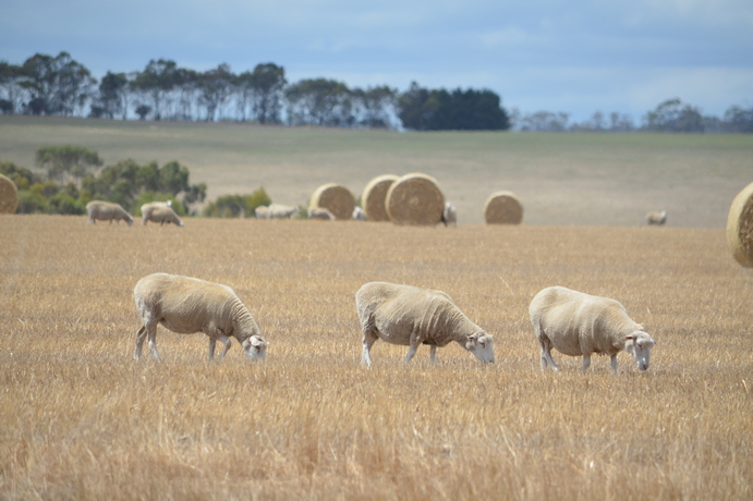 NSW DPI research has shown first cross and 20-Micron ewes joined to terminal sires provided the best gross margins last year