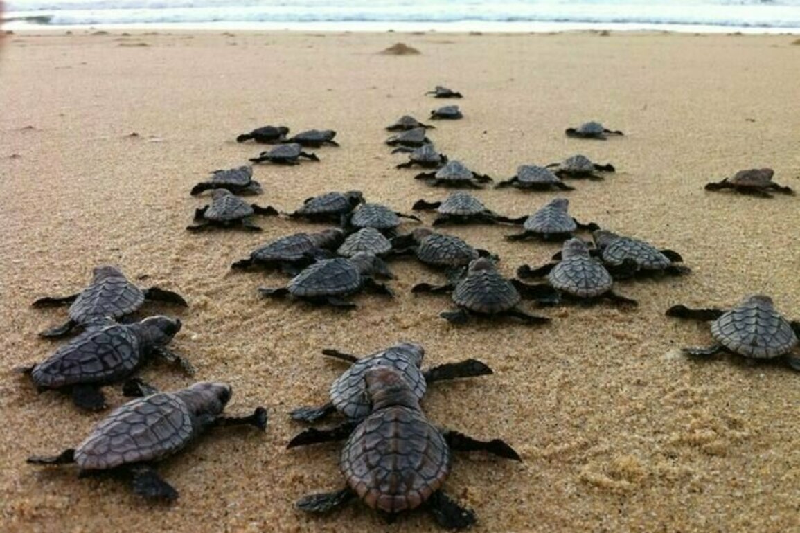 Baby turtles vanish into the Indian Ocean for years: now a model shows where they might go