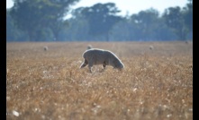  MLA expects lamb yardings to lift in the next few months. Picture Mark Saunders.