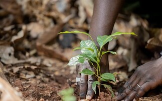 Nestlé cocoa support programme boosts yields for farmers by 18 per cent