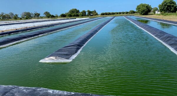 An algae-based concentrated supplement is being used to improve the health and performance of livestock.