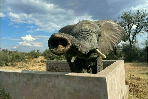 How do you stop elephant herds from trashing crops and trees? Target sensitive nostrils with a 'scent fence'