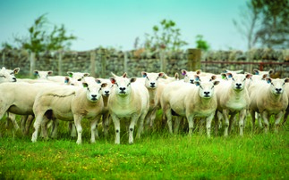 40 ewes stolen from Welsh farm in the Brecon Beacons National Park