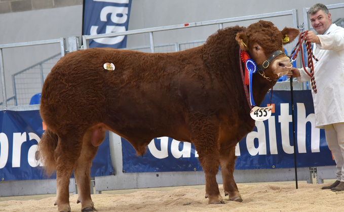 Sale leader and reserve champion Allanfauld USA from Archie and John MacGregor, Glasgow, which sold for 12,000gns.