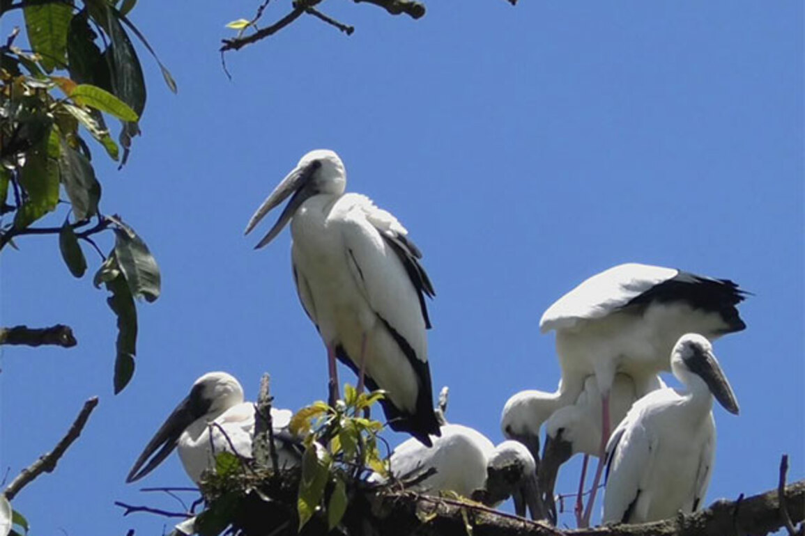 Assam's Na-mati turns into seasonal haven for Asian Openbill Storks