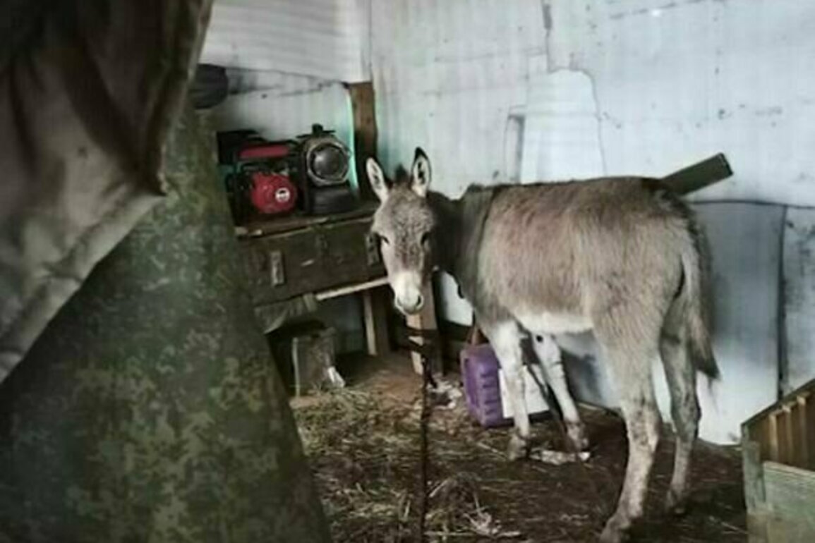 Russia sends donkeys to the frontline