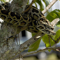 Robot rabbits brought in to lure Burmese pythons in Florida Everglades
