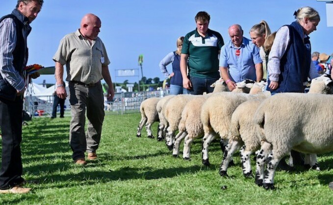Sheep judging underway on the first day of Westmorland County Show.