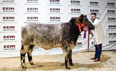 Champion Beef Shorthorn tops Skipton sale