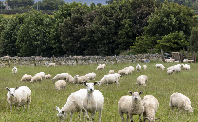 MSD Animal Health found that 42% of farmers do not know their lamb loss rate MSD Animal Health found that 42% of farmers do not know their lamb loss rate