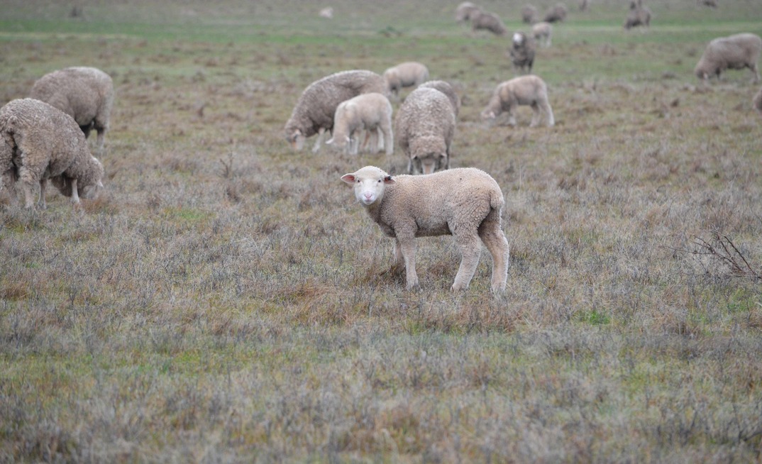 Post-lambing feed management is vital for sheep, especially in drier conditions.