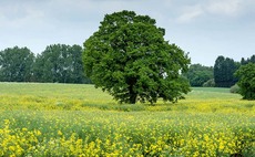 Twenty per cent of UK land could come out of food production