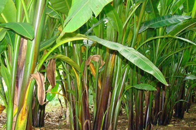 PLGU, PhilFIDA to roll out Abaca Expansion Project