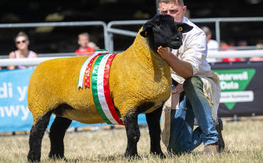 Suffolk takes top honours at Royal Welsh Show
