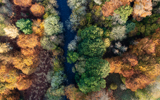 How to create a thriving forest, not box-checking 'tree cover'