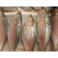 'Fish is good, but rates too high': Hilsa retailers wary as first batch arrives from Bangladesh ahead of Durga Puja