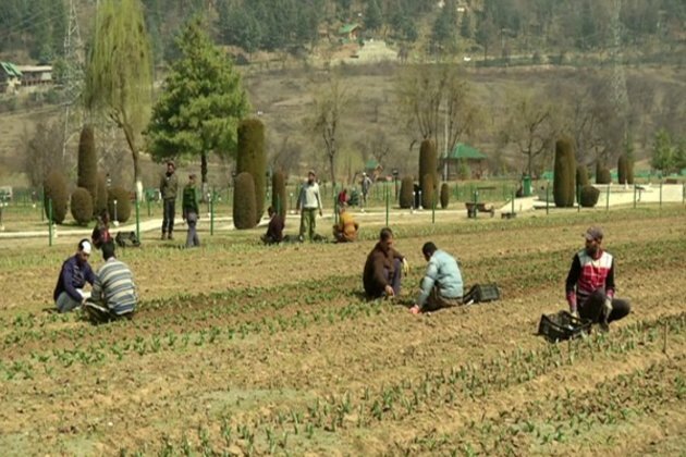 J-K: Preparations for tulip festival underway