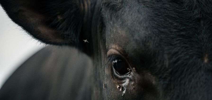 A new project, monitoring fly and beetle populations in the WA wheatbelt, is delivering interesting results. 