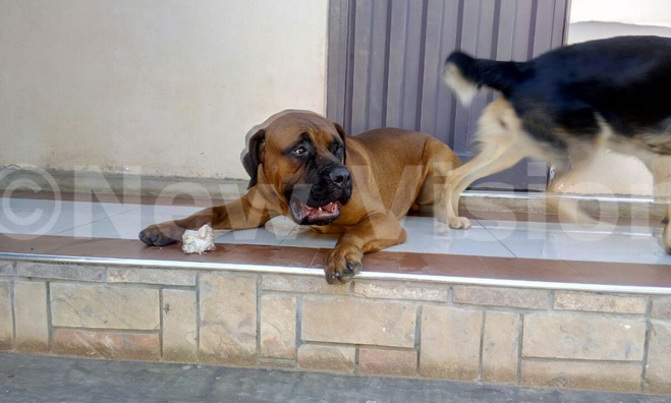 Dog on sale at sh9m Dog on sale at sh9m