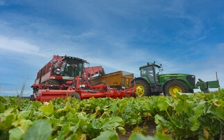 Hopes for sugar beet yields as trial and commercial crops perform well