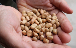 Home-grown faba beans show promise as lower-carbon protein for livestock feed