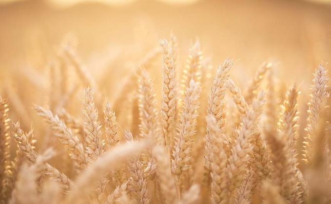 Keeping an eye on the grain market: Old crop feed wheat under pressure in the UK