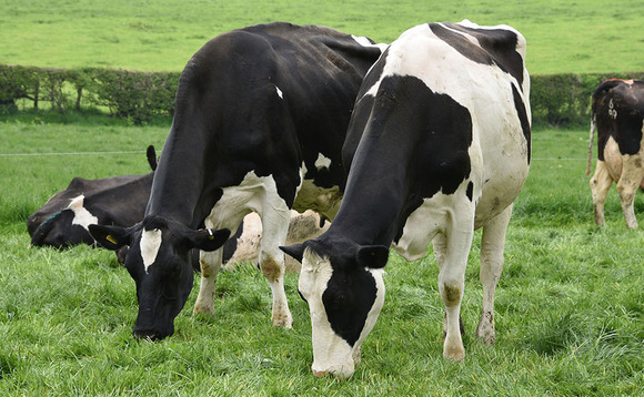 Focus on udder and foot health brings benefits for Glaniwrch Holsteins
